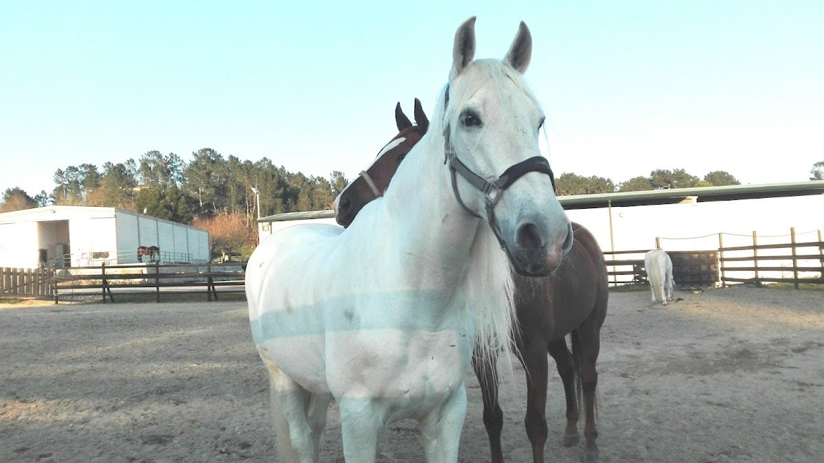 Centro ecuestre Equus Ourense - Hipica a Villamarín