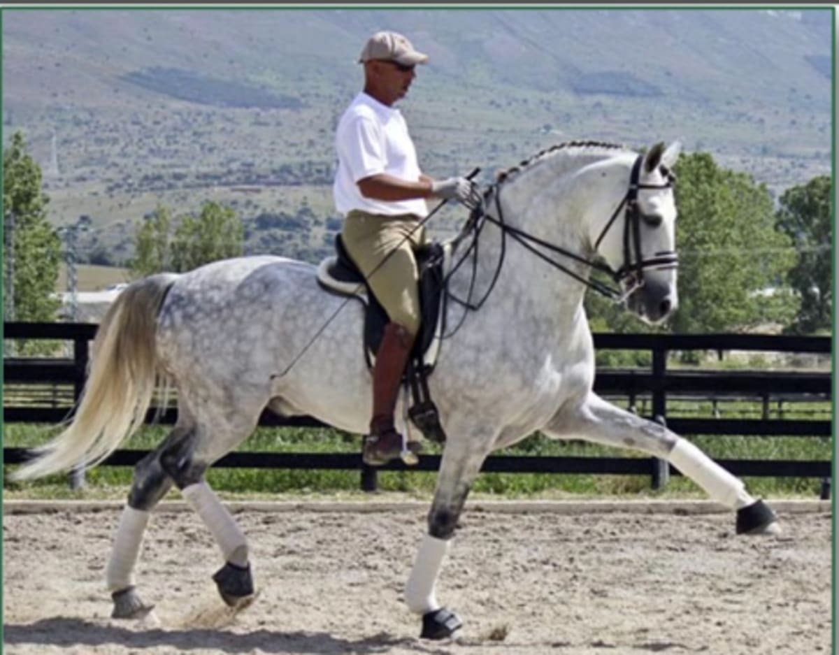 Centro Ecuestre Atalaya - Hípica Atalaya - Hipica a Colmenar Viejo