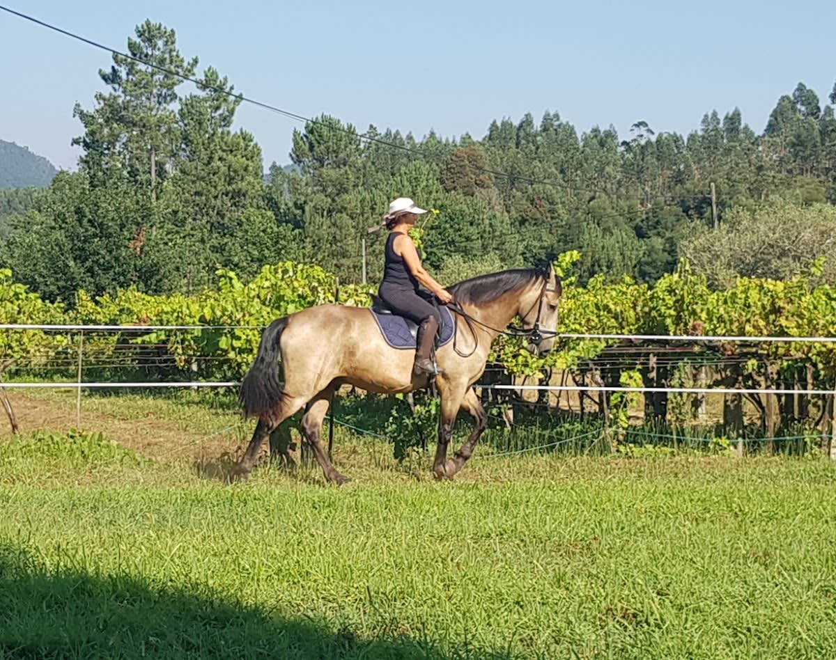 Coudelaria de Gafarim - Hipica a Estorãos