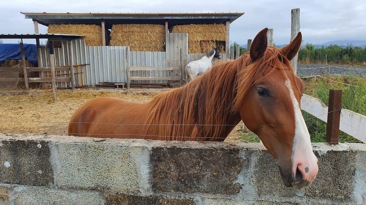 Centro Hipico Equus Bierzo - Hipica a Carracedelo