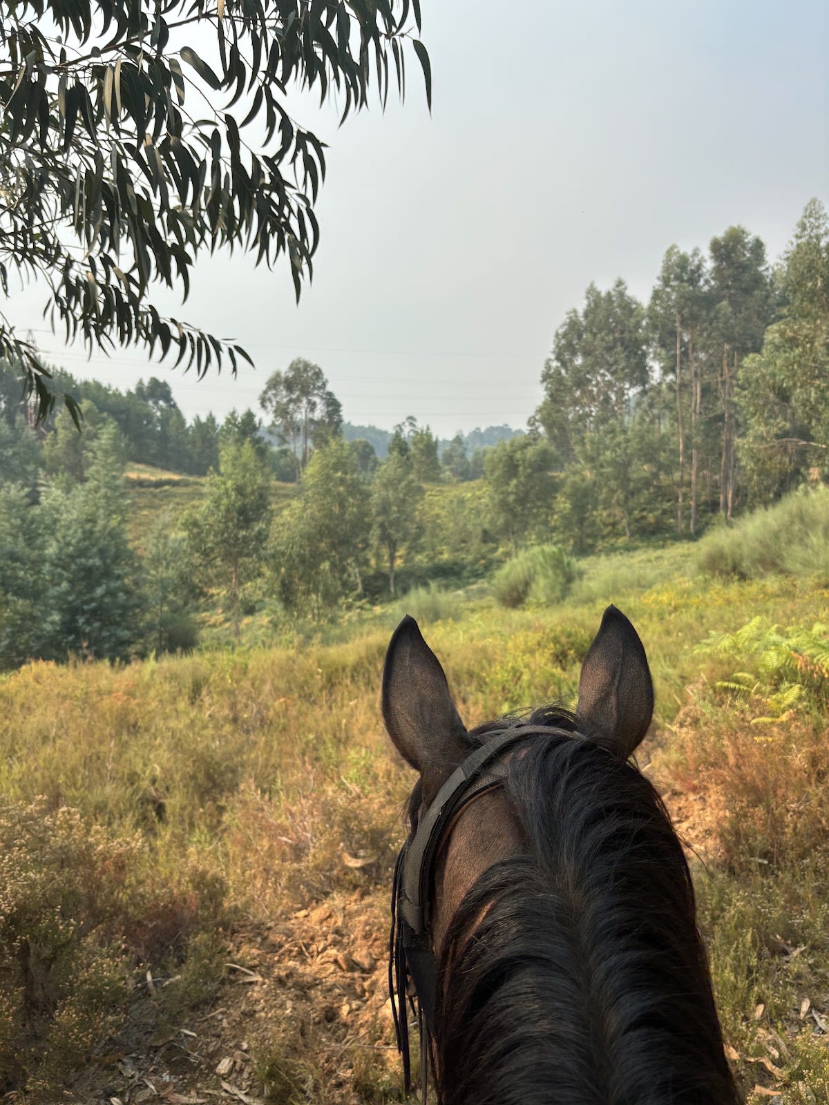 Equilíbrio - Equitaçao, Equoterapia, Educaçao - Hipica a Vila Nune