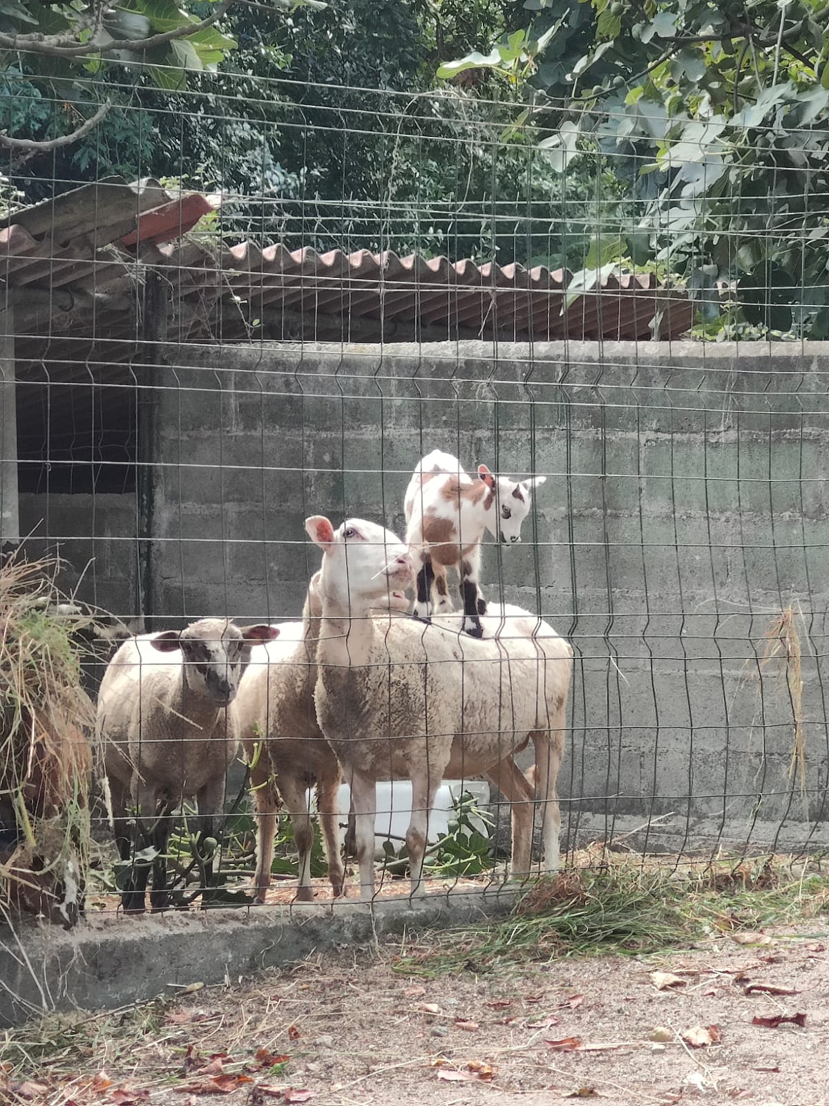 Centro de Turismo Ecuestre O Ventoso - Hipica a A Laracha