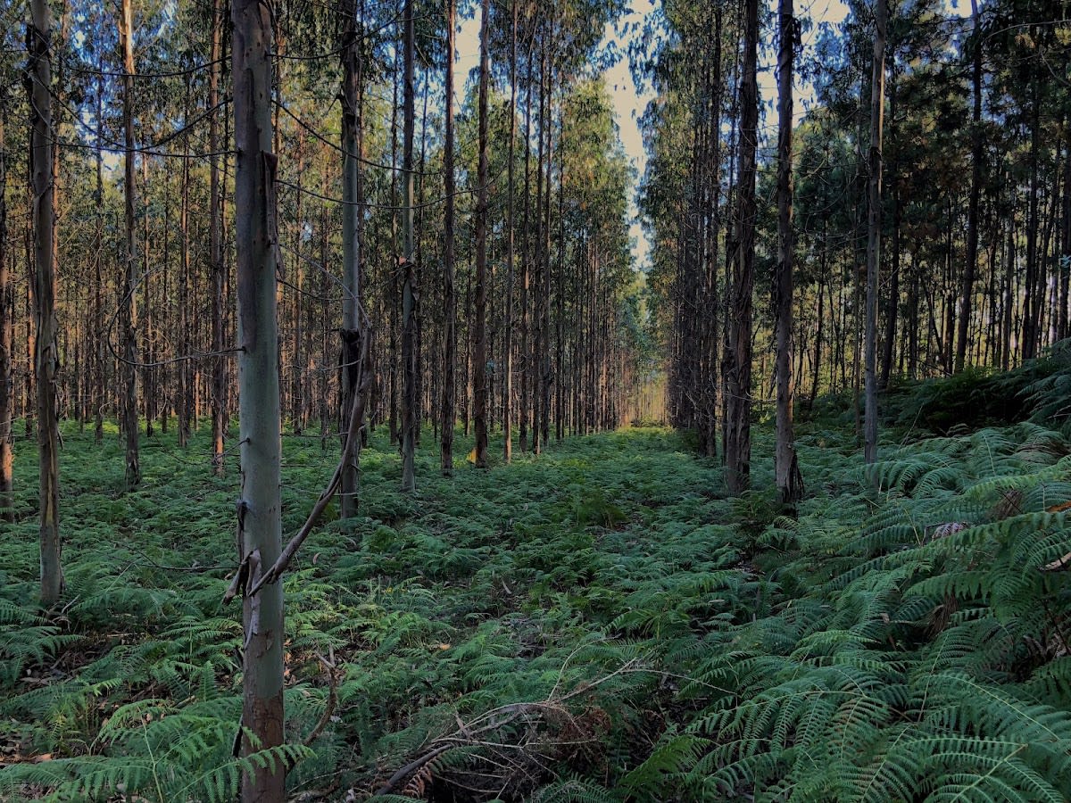 Club Hípico Finca Regueiral - Hipica en Betanzos