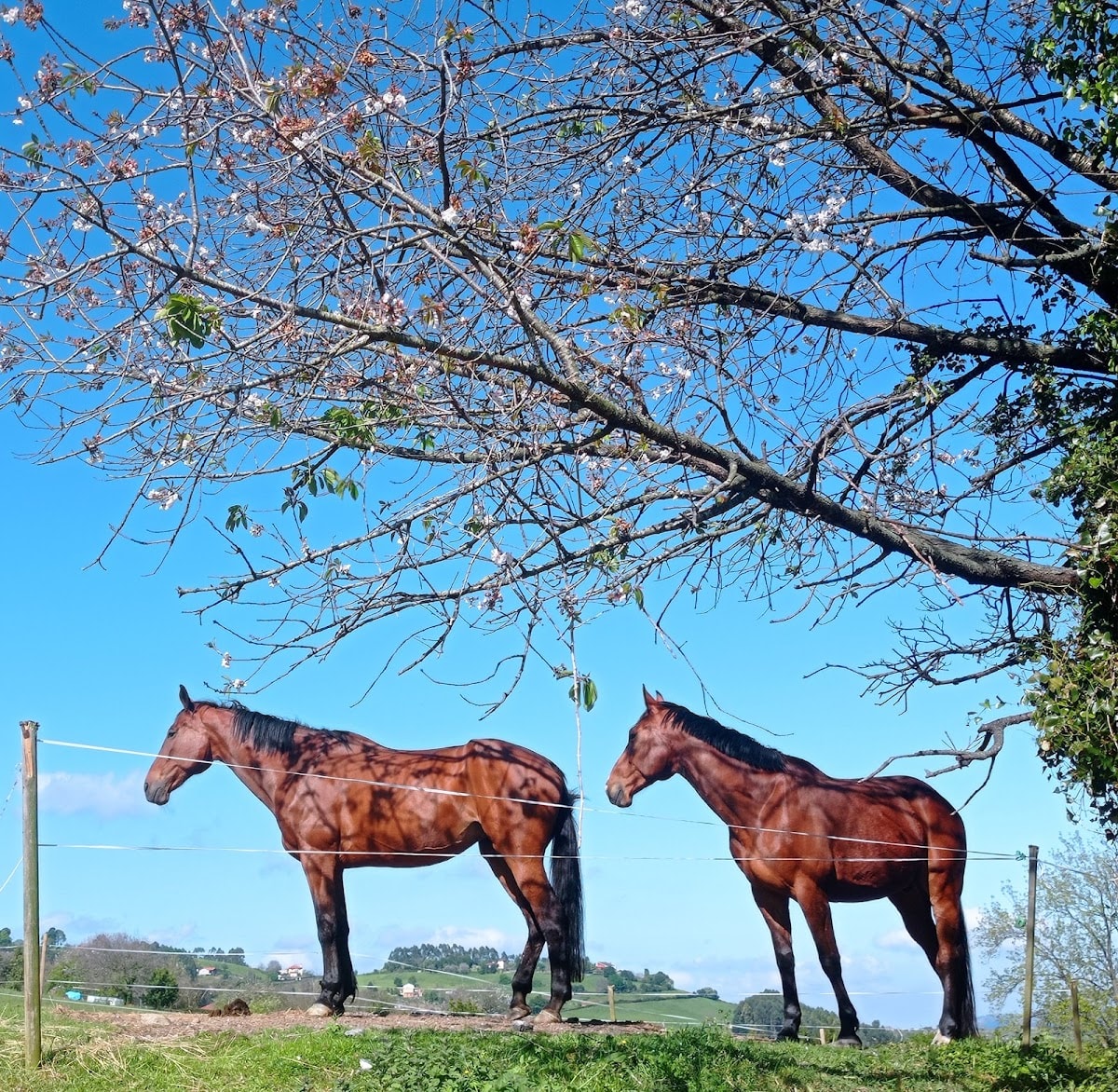 Centro Ecuestre Picu'l Sol - Hipica em Gijón