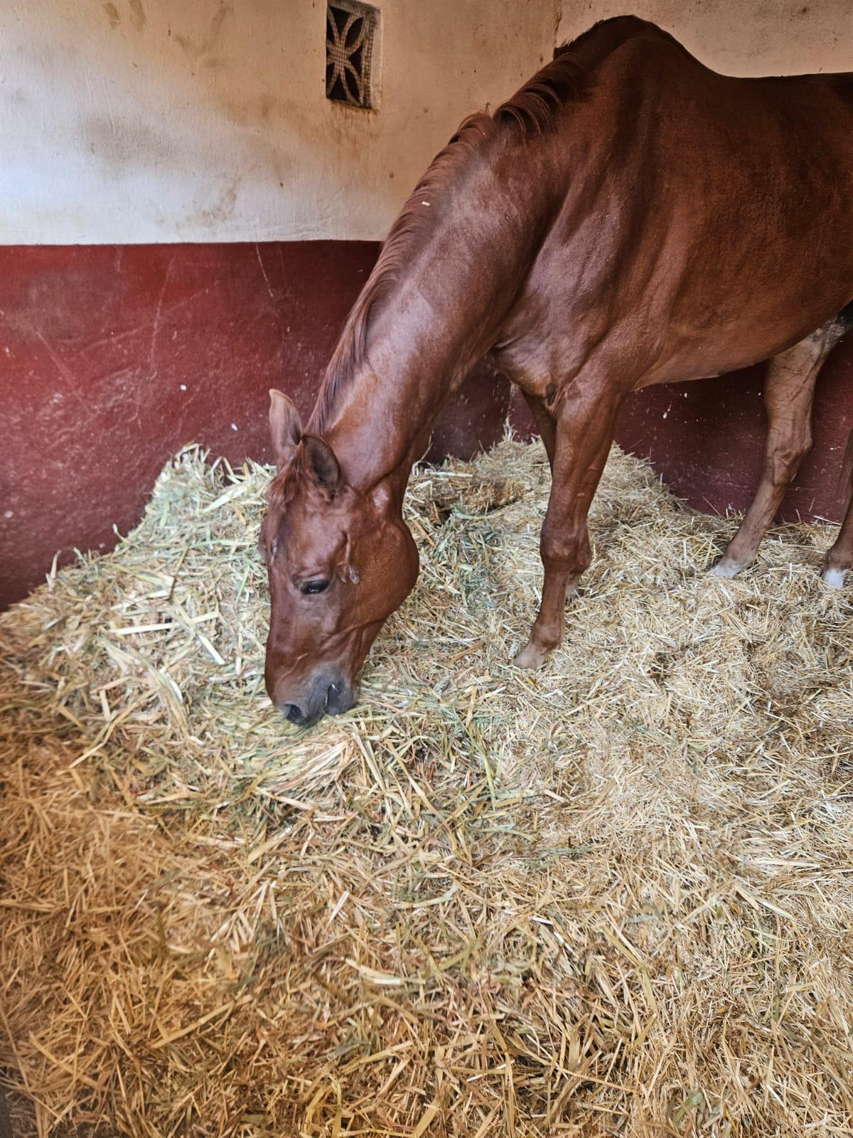 Club Hípico Málaga - Hipica en Málaga