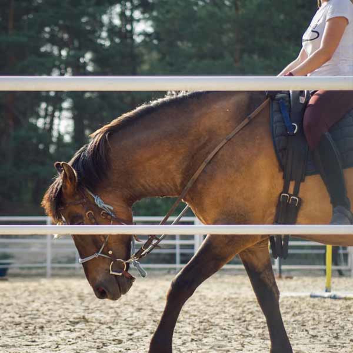 Escuela hípica Madrid - Javier y Álvaro Castro - Hipica a Madrid