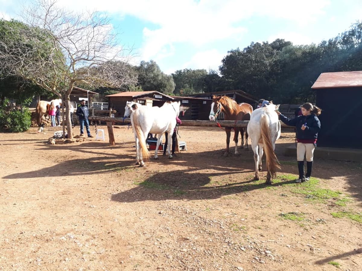 S'espiga Equitació - Hipica a arcos de frades