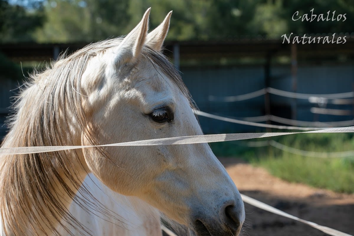 Centro de Equitación Caballos Naturales - Hipica a Cabanes