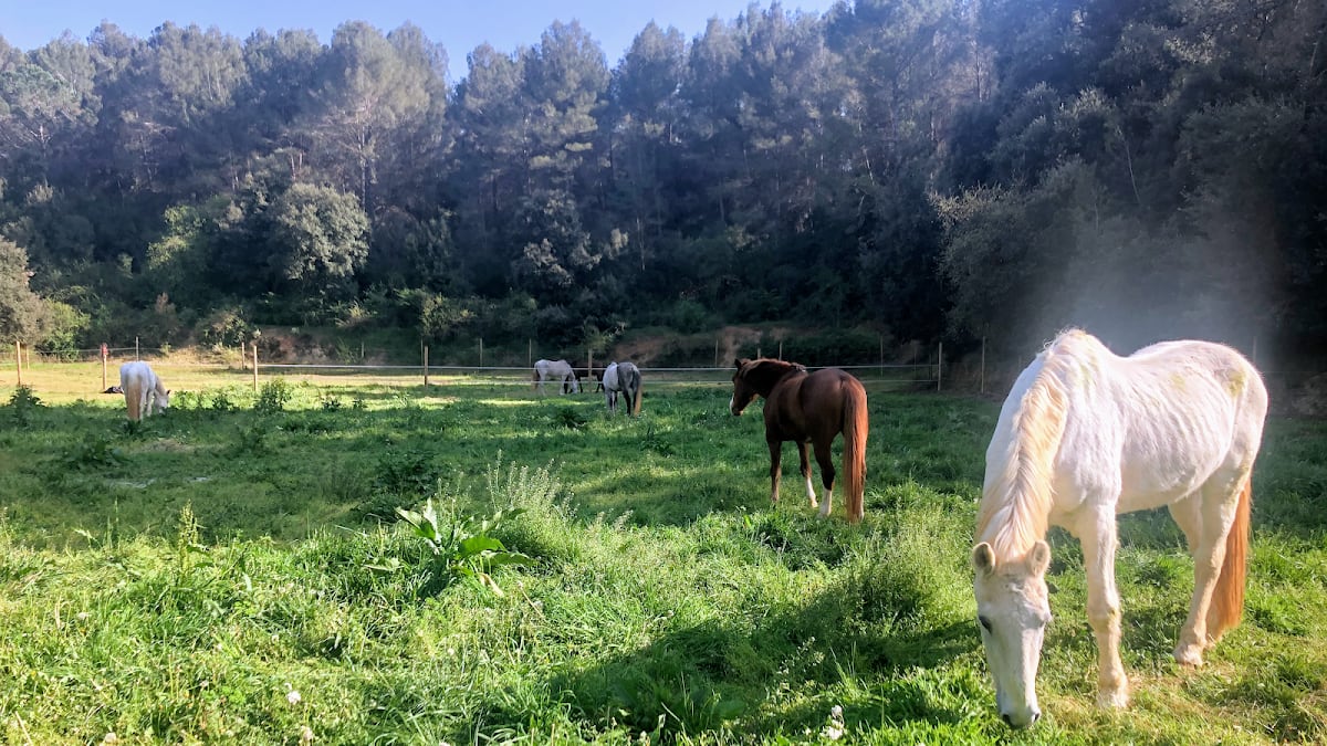 Hípica Can Camps - Hipica a Sant Quirze del Vallès