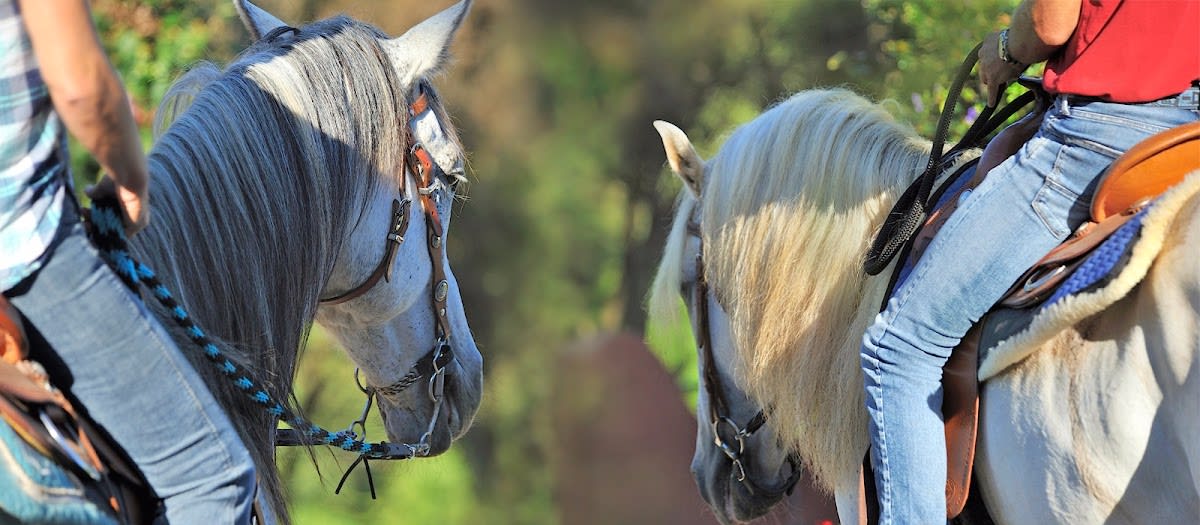 Club Hipico Los Brezos - Hipica in Tacoronte