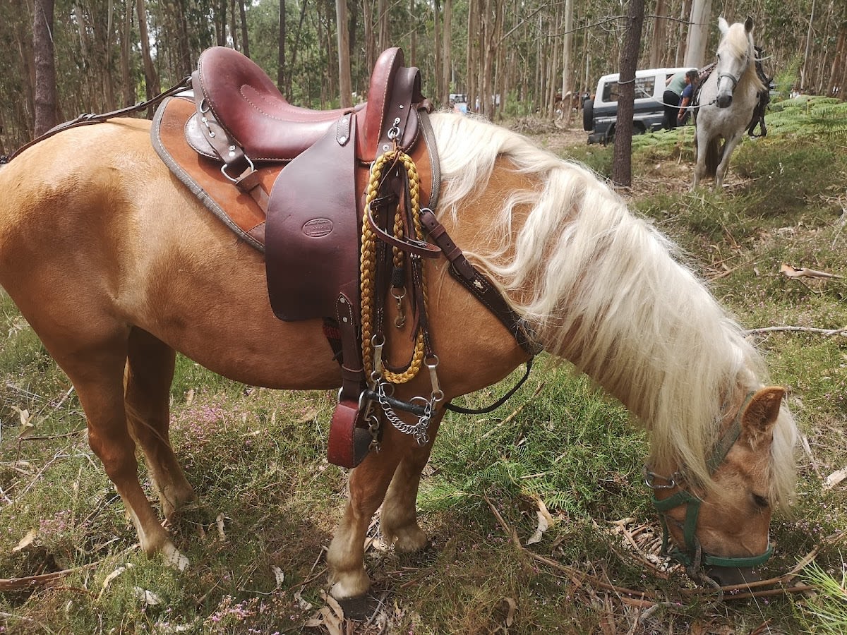 Monturas del Mundo - Hipica in Vigo