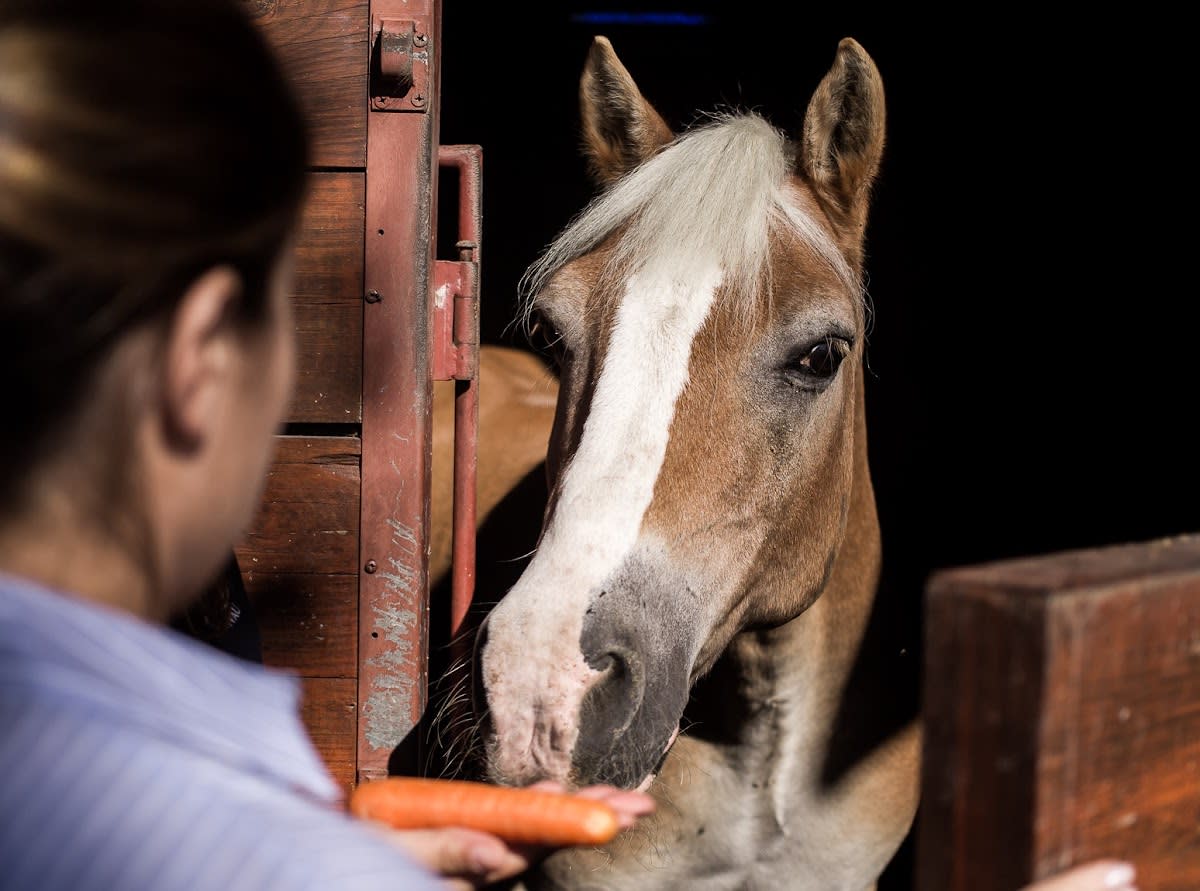 Pony Club do Porto - Hipica in Porto