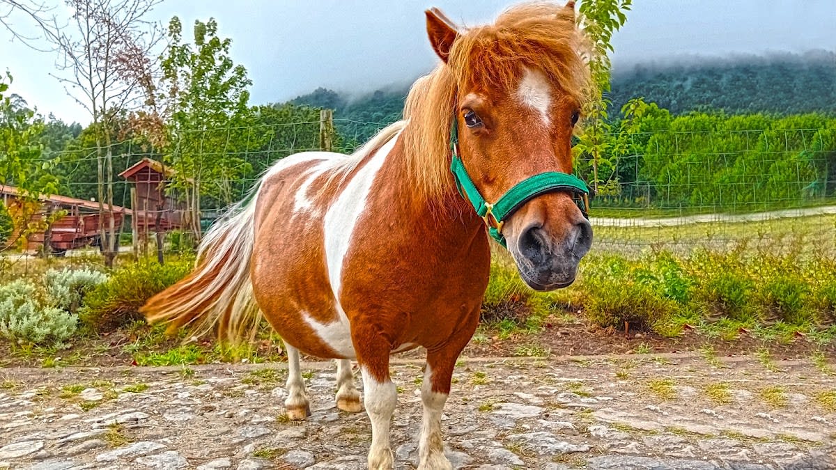 Pony School - Hipica a Ponte de Lima