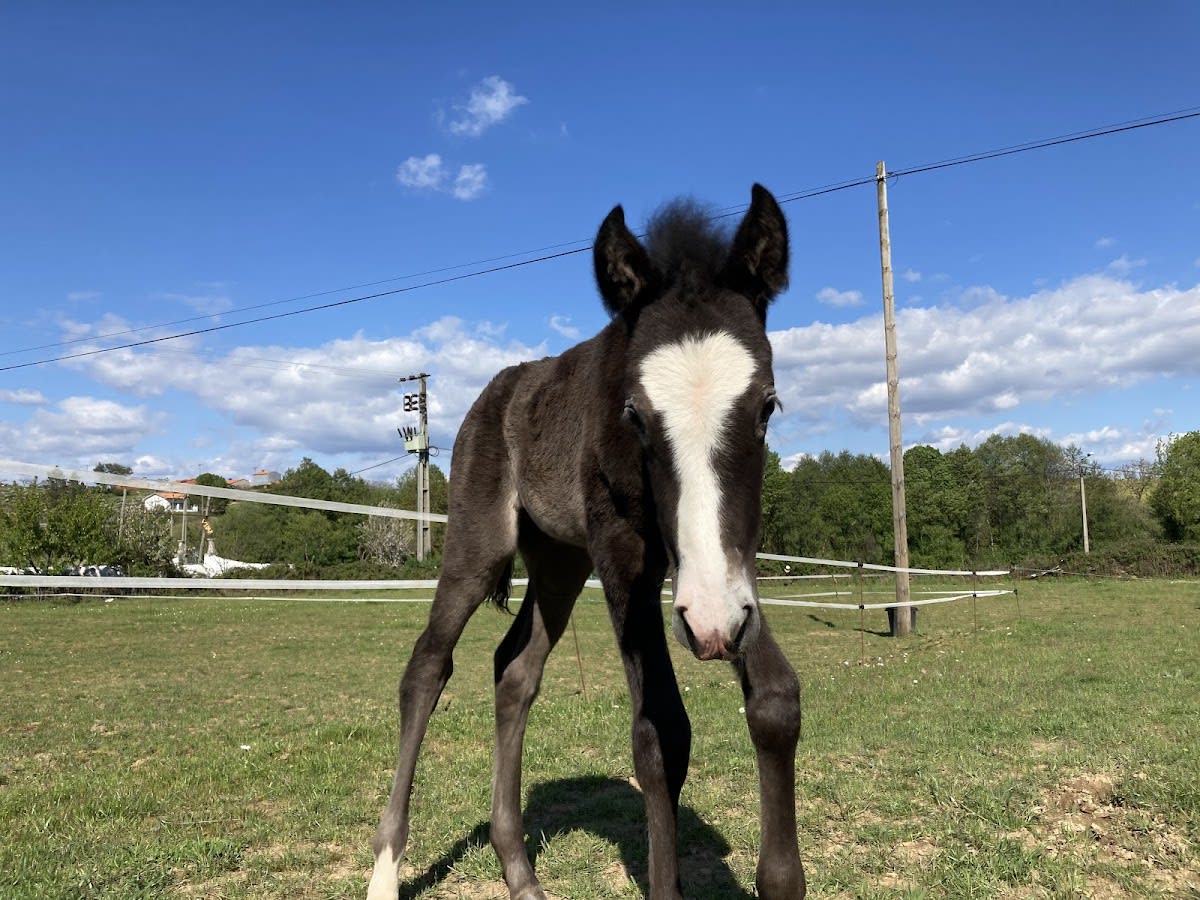Casa Rodrigo - Hipica en Bragança
