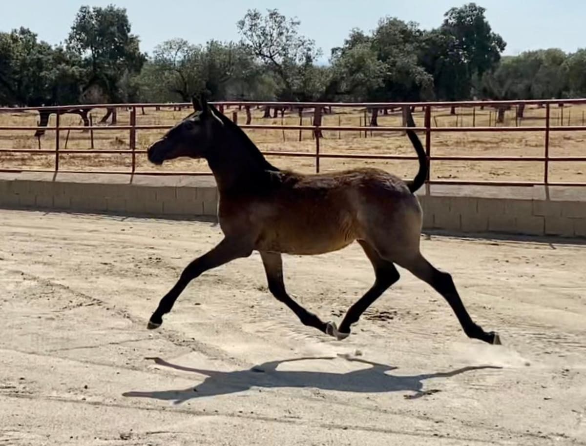 Yeguada La Ciervina PRE (Ramón Jiménez Díaz) - Hipica en Monroy