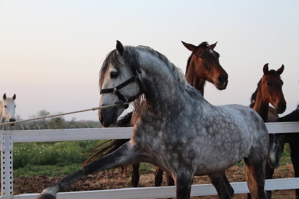 Yeguada León - Caballos de Pura Raza Española - Hipica a Bollullos Par del Condado