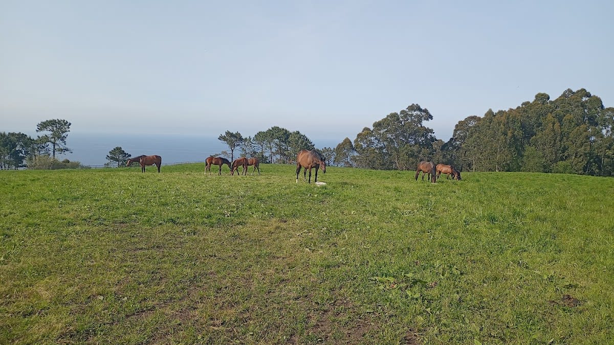 Yeguada Rocío - Hipica in Villaviciosa