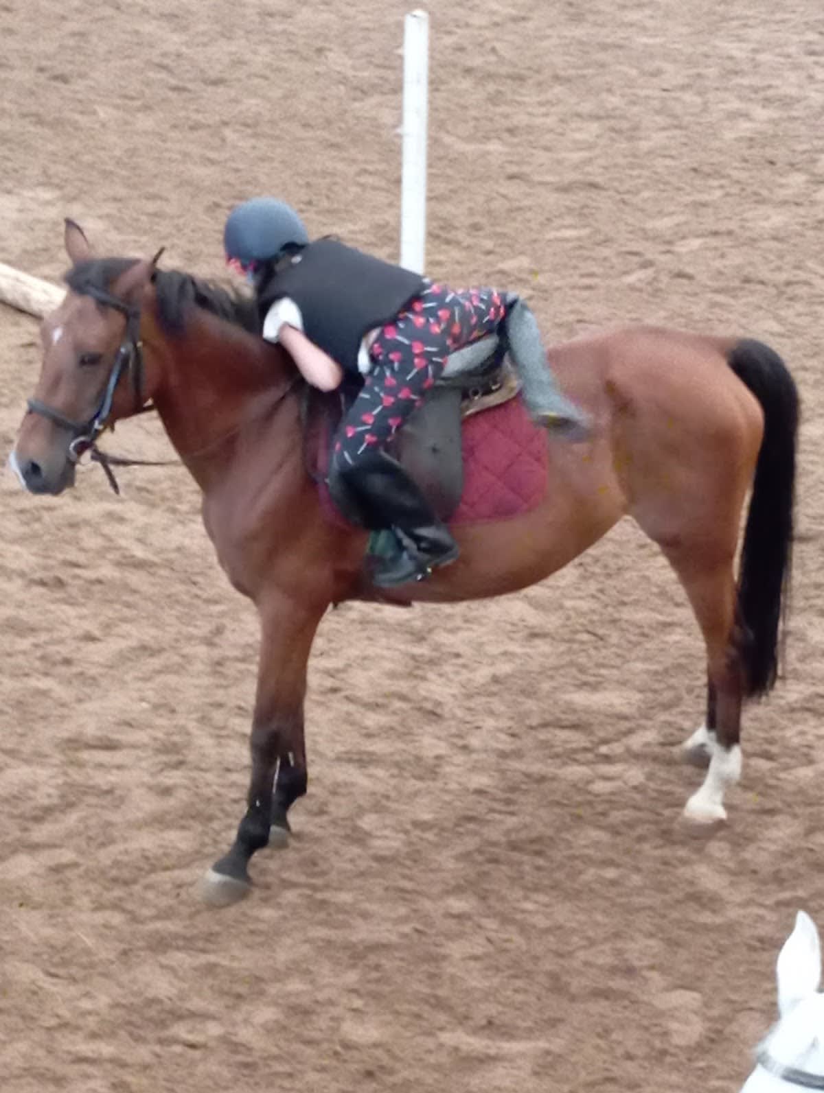 Centro Hípico El Bocal - Hipica a Santander