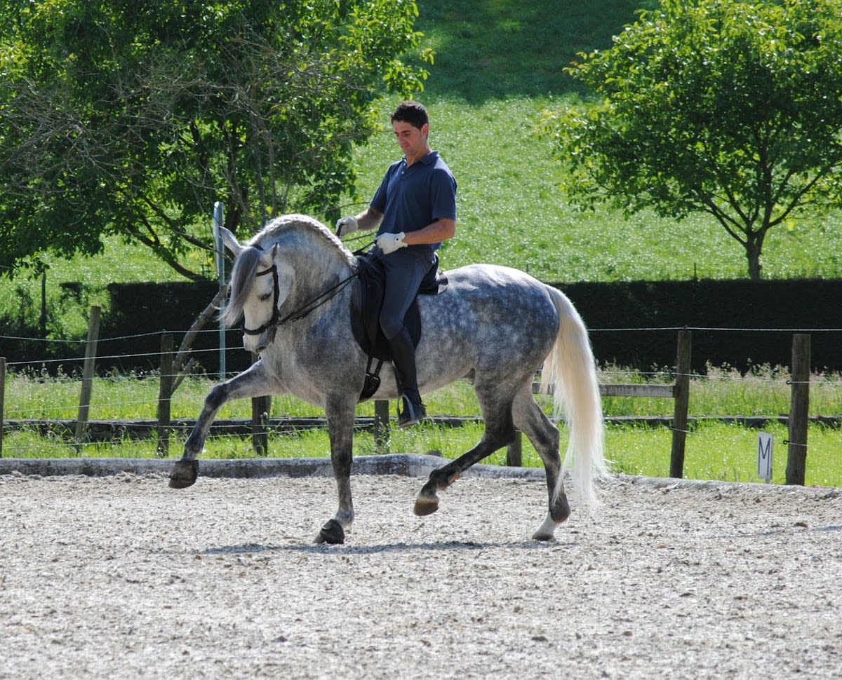 Centro Hípico del Pisueña - Hipica in Villacarriedo
