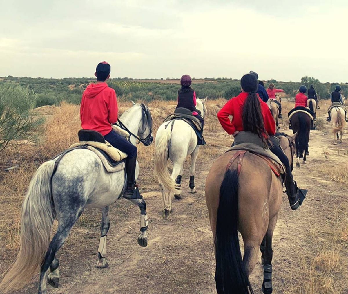 Club Hípico Capellanía Méntrida - Hipica in Méntrida