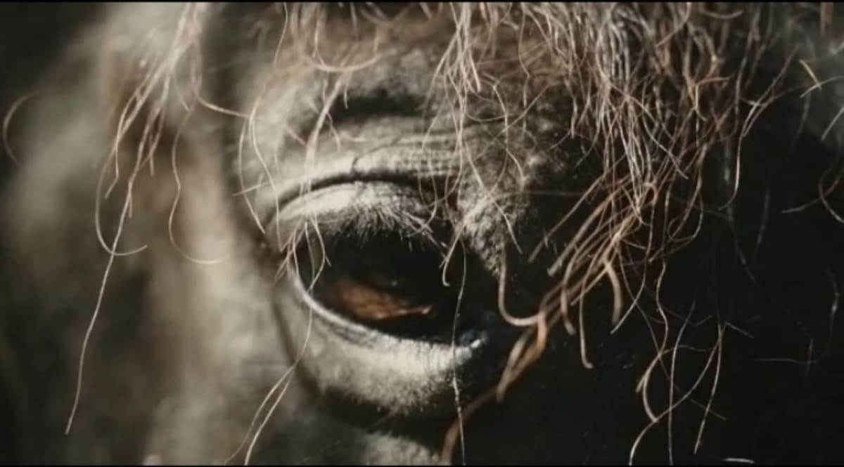 Ser Caballo - Hipica en Pravia