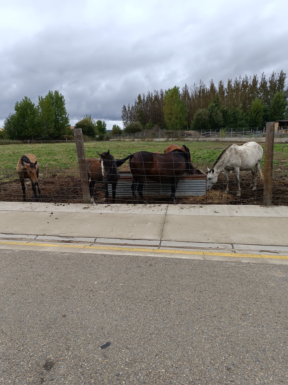 Yeguada Gran Vida - Hipica en Quintanilla de Sollamas