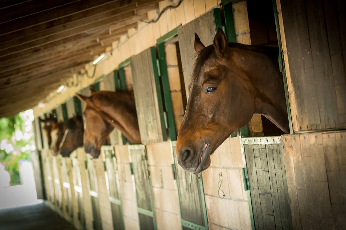 Centro Ecuestre Orive - Hipica in Zalla