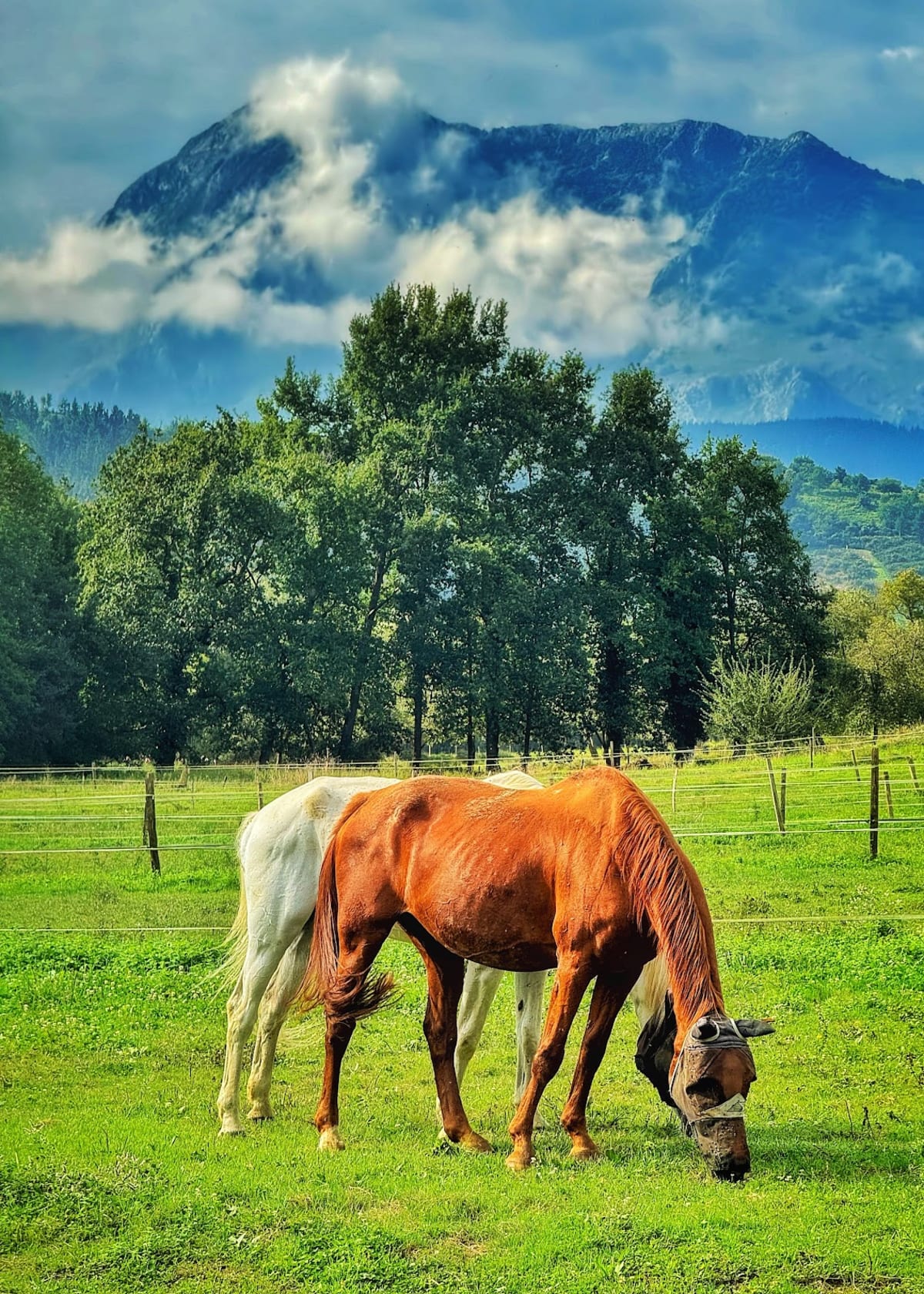 Hipica Dukiena - Hipica in Olakueta
