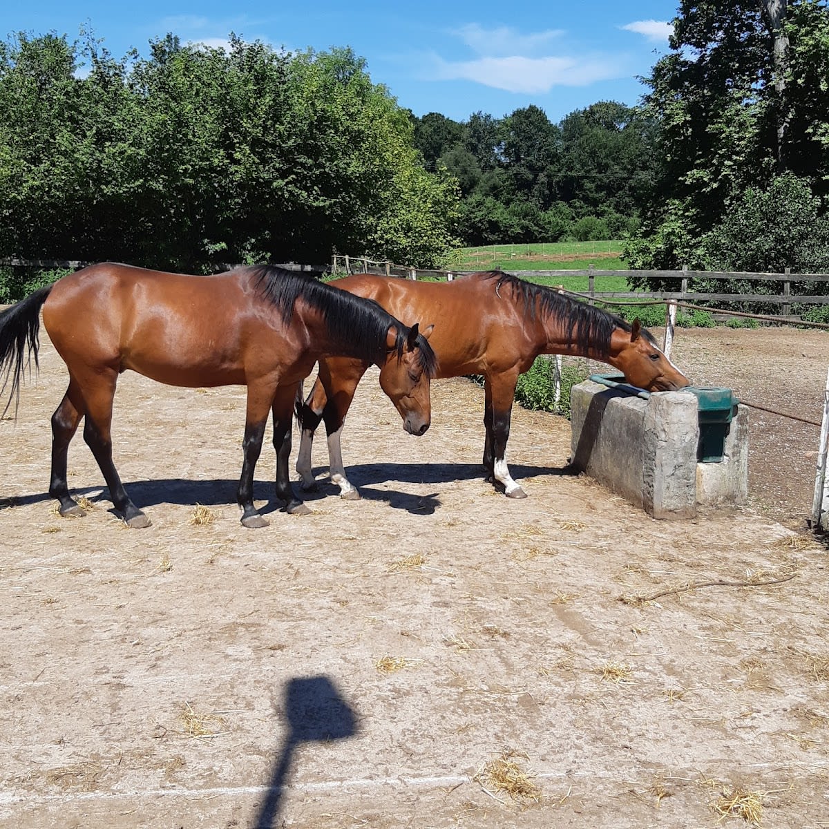 Centro Militar de Cría Caballar de Mazcuerras - Hipica in Ibio