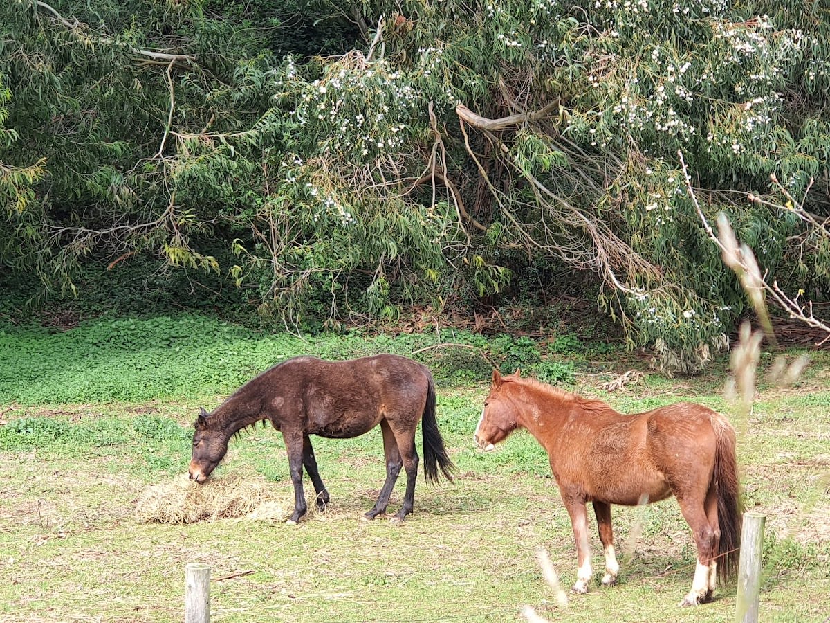 Centro Hipico Itsaslur - Hipica em San Julián de Muskiz