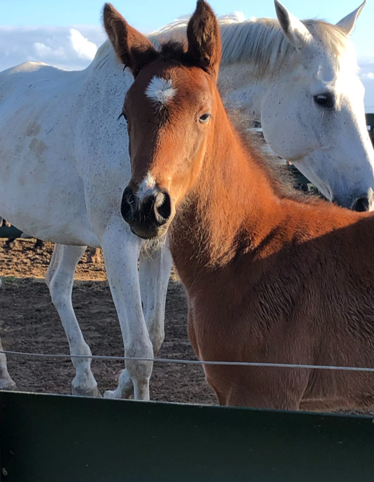 ENL Centro de Reproducción Equina - Hipica in Miengo
