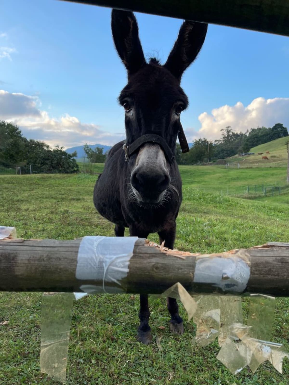 EL VALLE DE MACHUCÓN plantación ecológica hortofrutícula - Hipica in Penagos