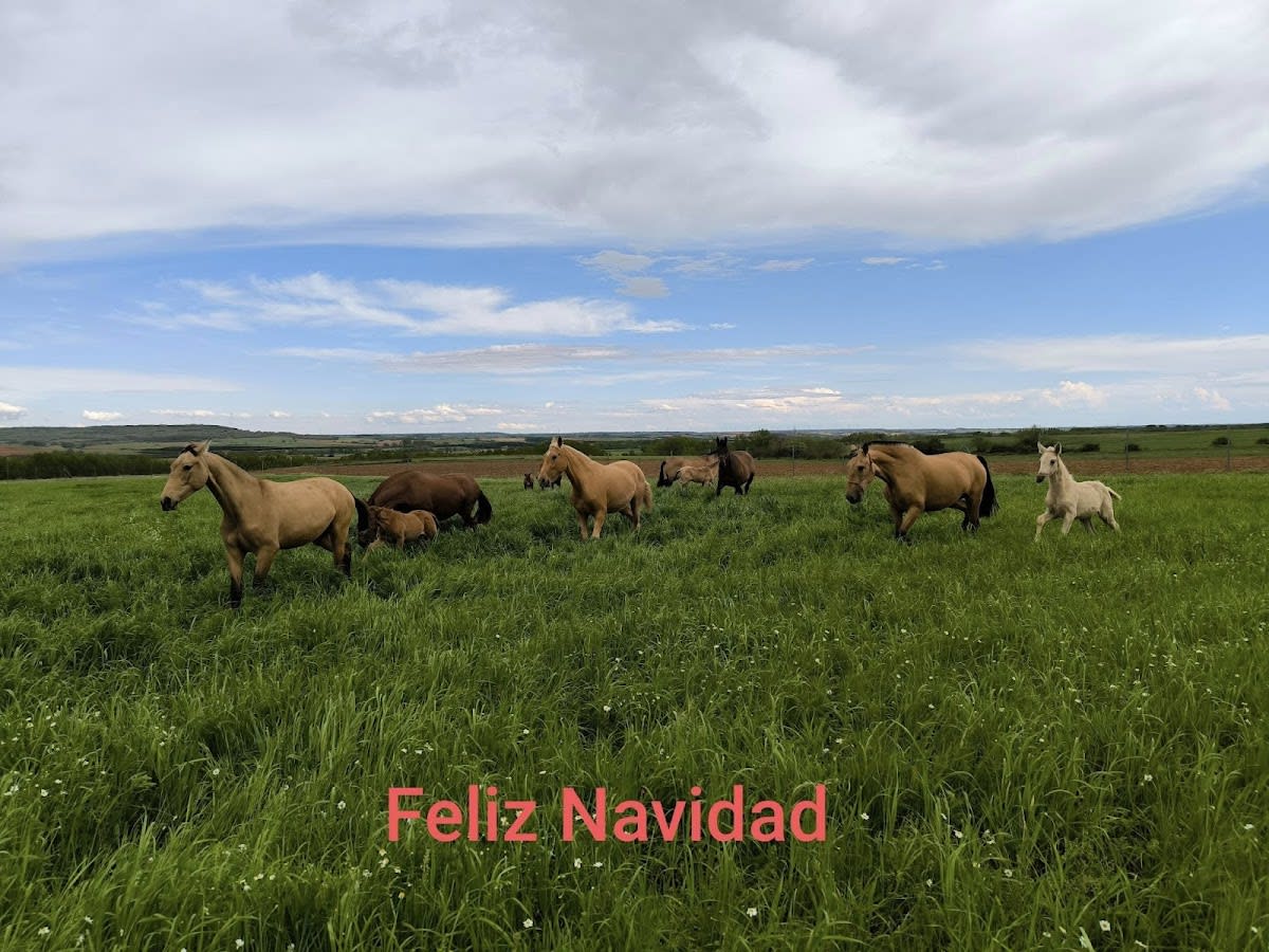 Yeguada El Sotico - Hipica a Villamartín de Don Sancho