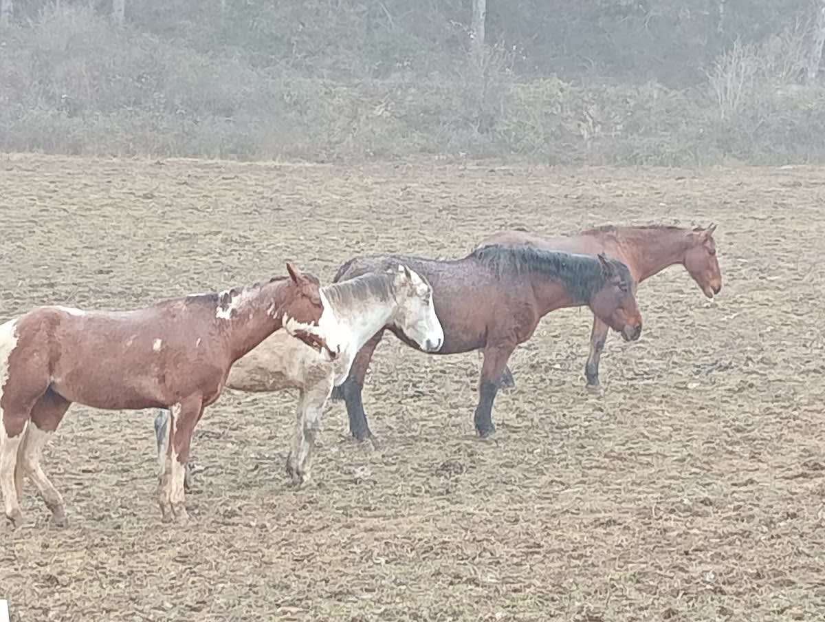 Equitación Y Equinoterapia Biki Blasco - Hipica a Aranguren