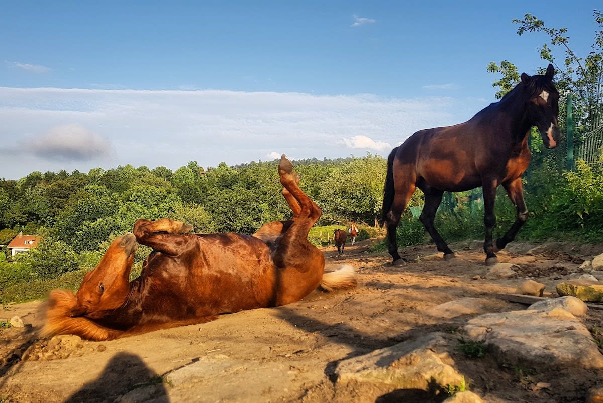Zaldi-tradizioa - Hipica in Gipuzkoa