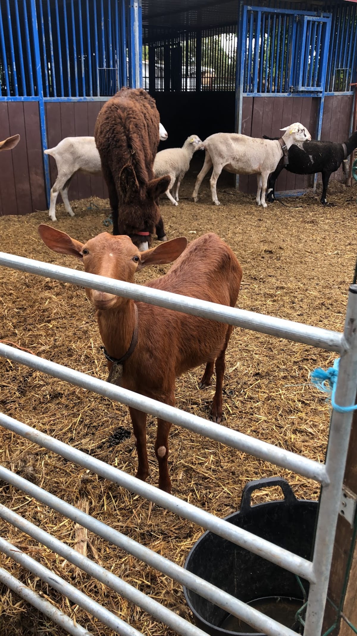 Granja Escuela El Carrascal - Hipica in La Rioja