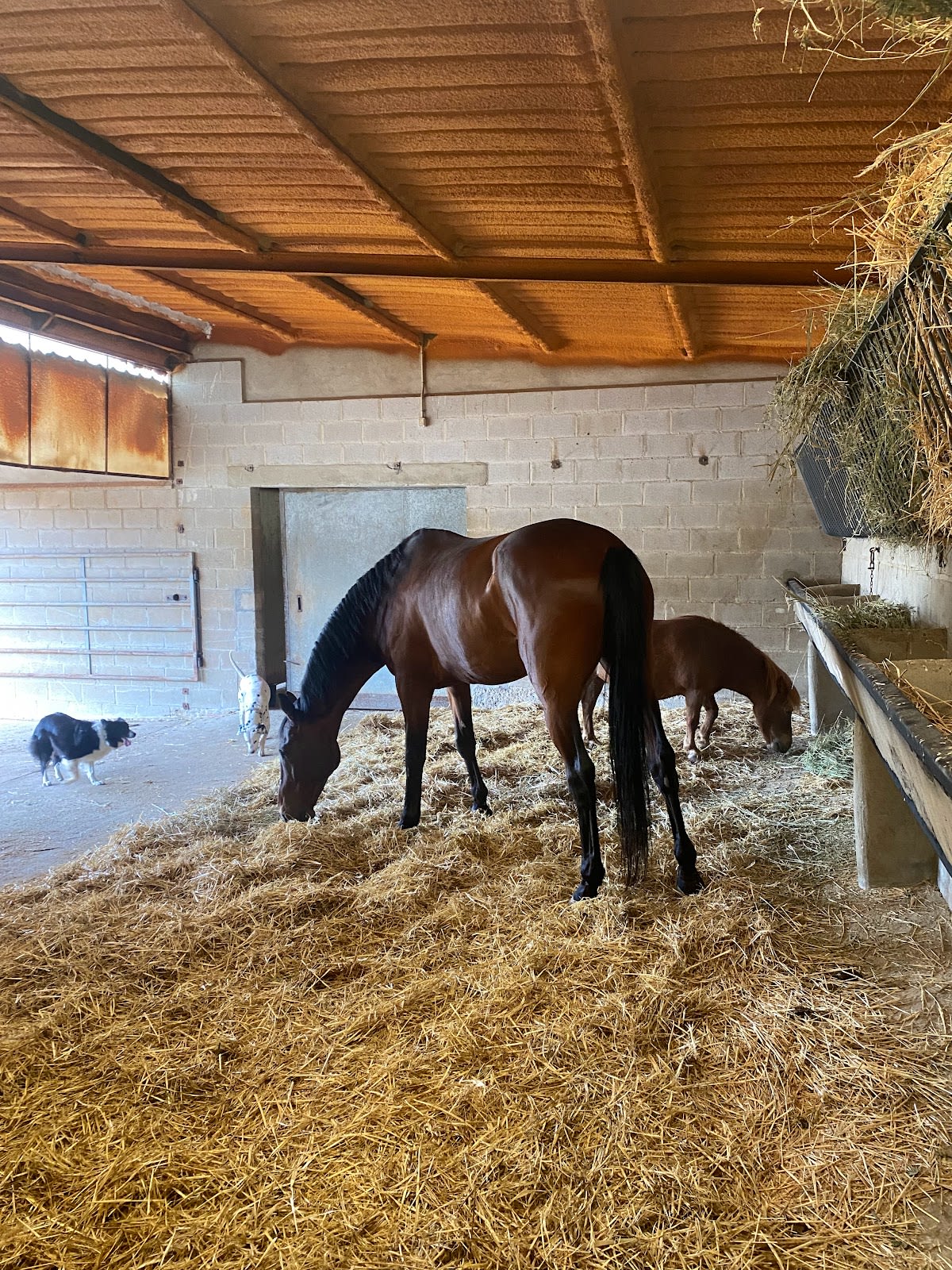 Caballos Paraje El Real - Hipica en Garray