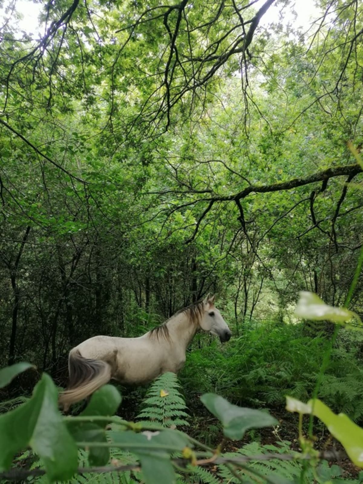 AGR HORSE CENTER - Hipica en Ziortza-Bolibar
