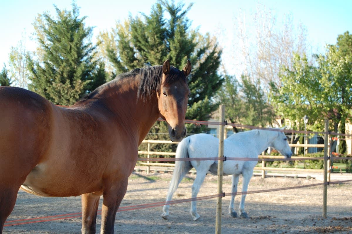 Centro Hípico Eduardo Gago - Hipica em Fuente el Saz de Jarama