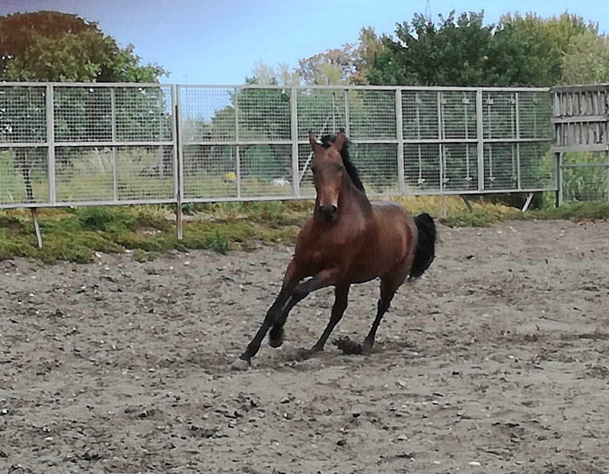 Hipicamiraflores - Hipica in Zaragoza