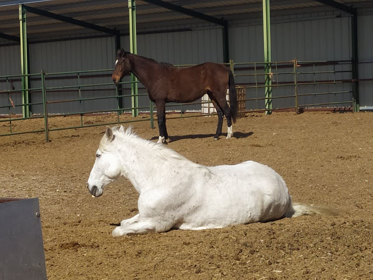 Hípica El Zorongo - Hipica in Castejón de Valdejasa