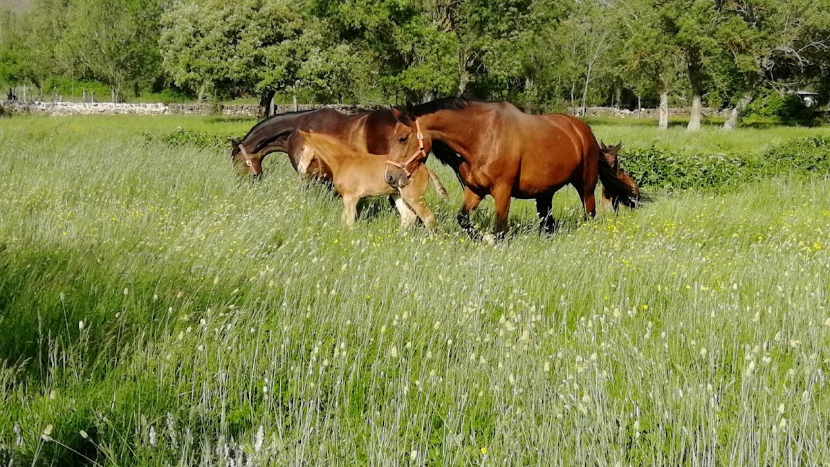 Centro de entrenamiento MGA - Hipica en Guadalix de la Sierra