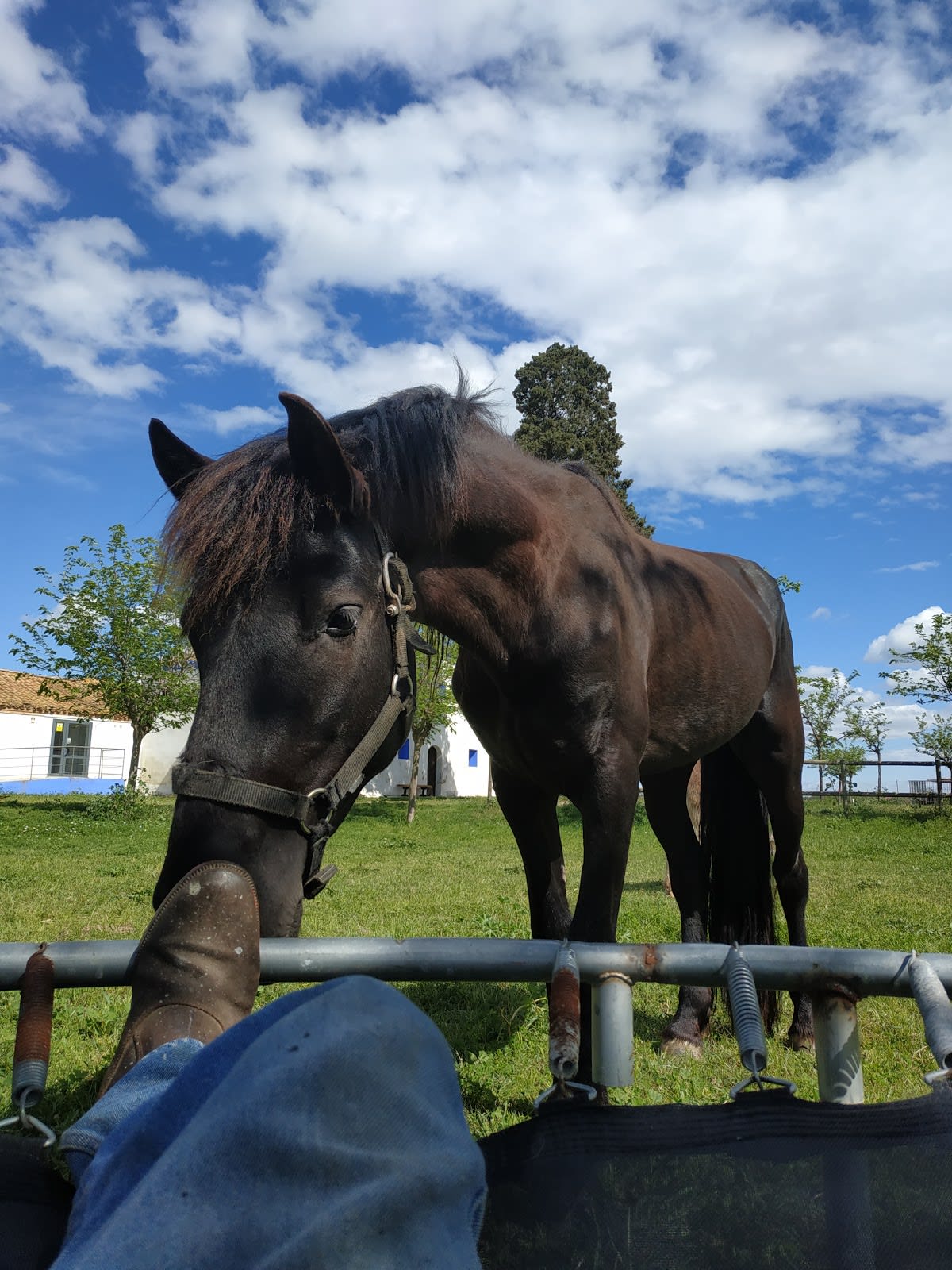 El Cerrado de los Frailes - Hipica em Alagón