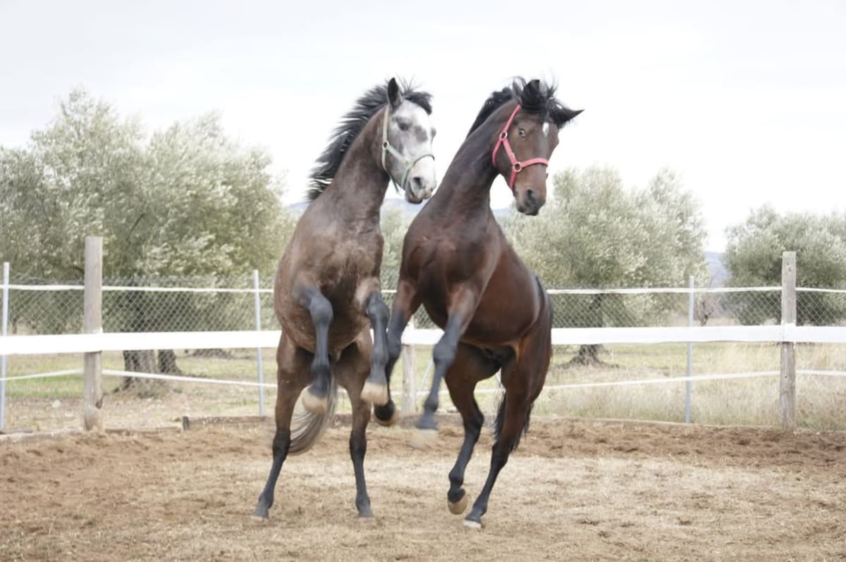 El Campillo YC Escuela ecuestre - Hipica a Huesca