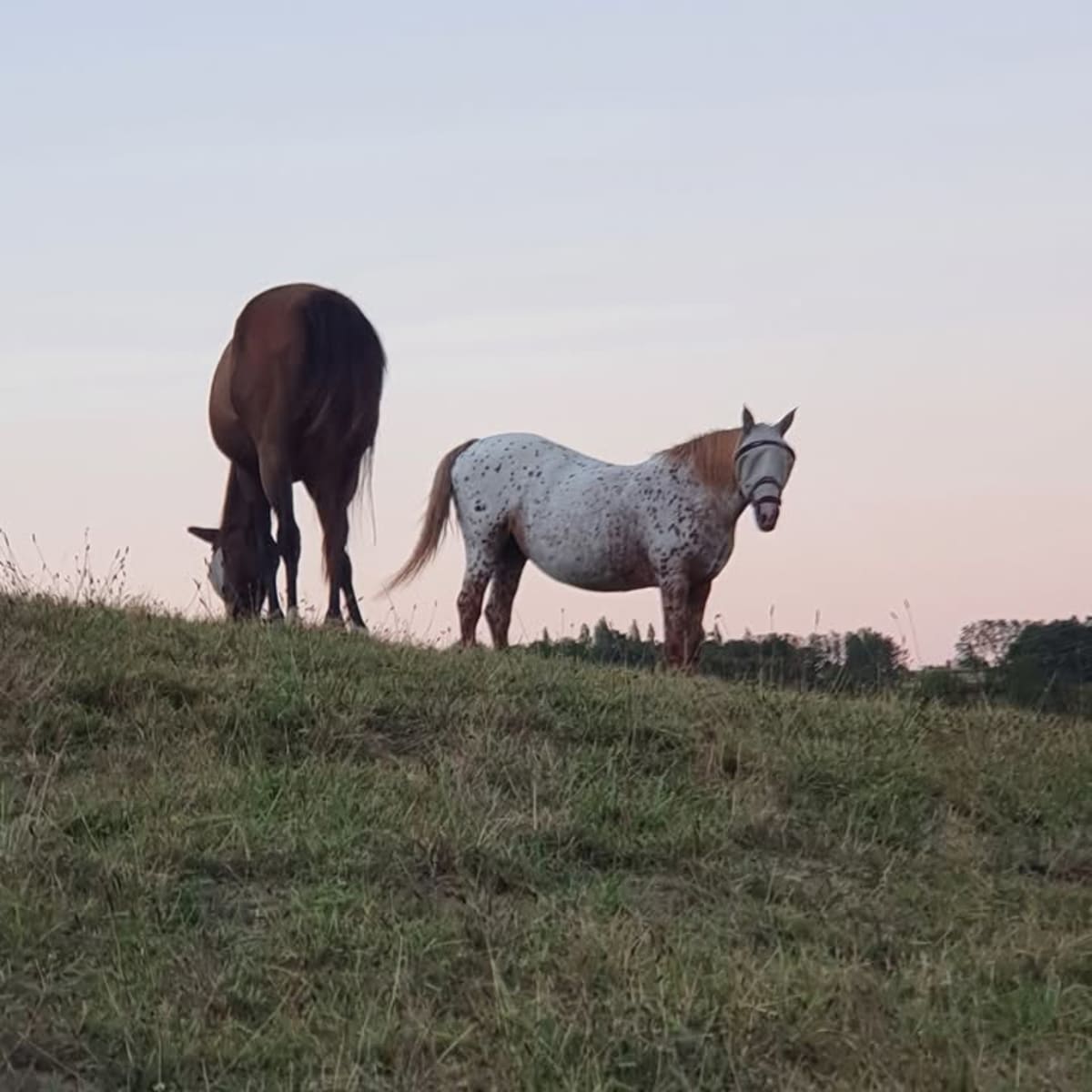 Laus creek ranch - Hipica en Ogenne-Camptort