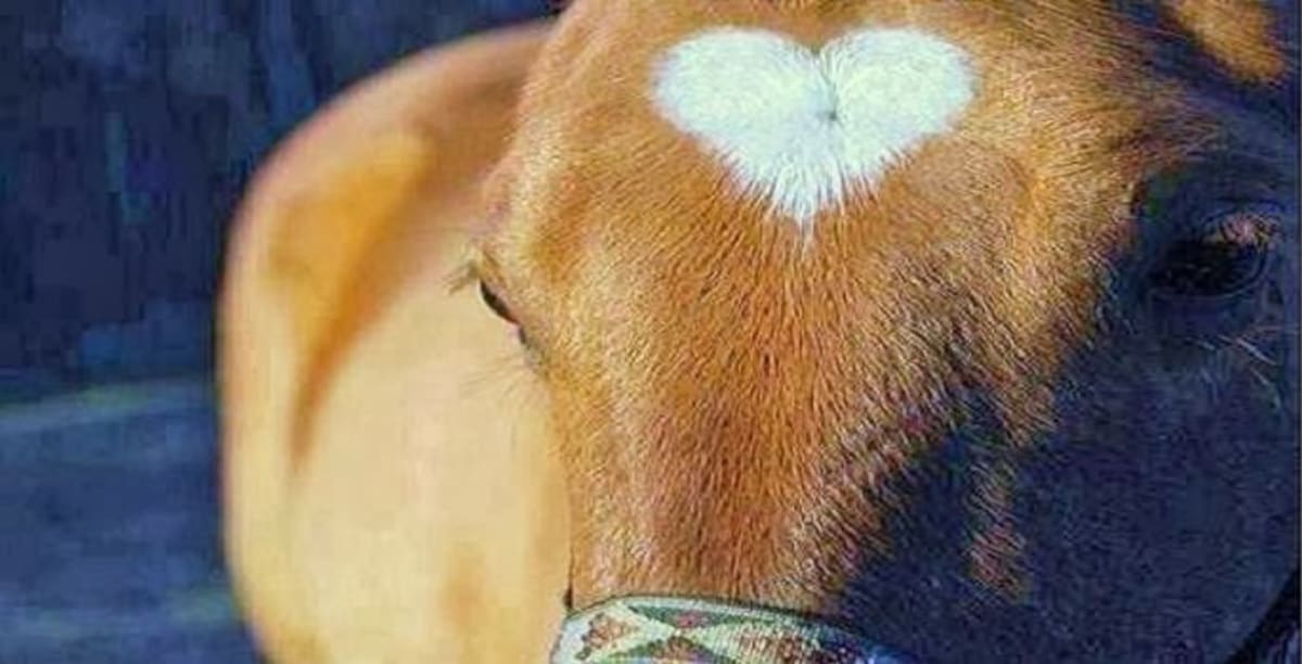 Escuela de Equitación Hipica de Castellón - Hipica in Grao de Castellón