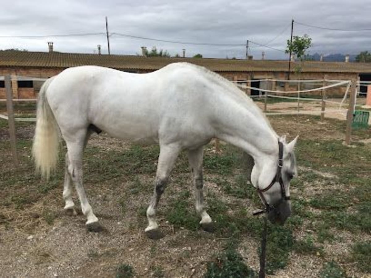Eros and Omar horse club - Hipica in Roquetes