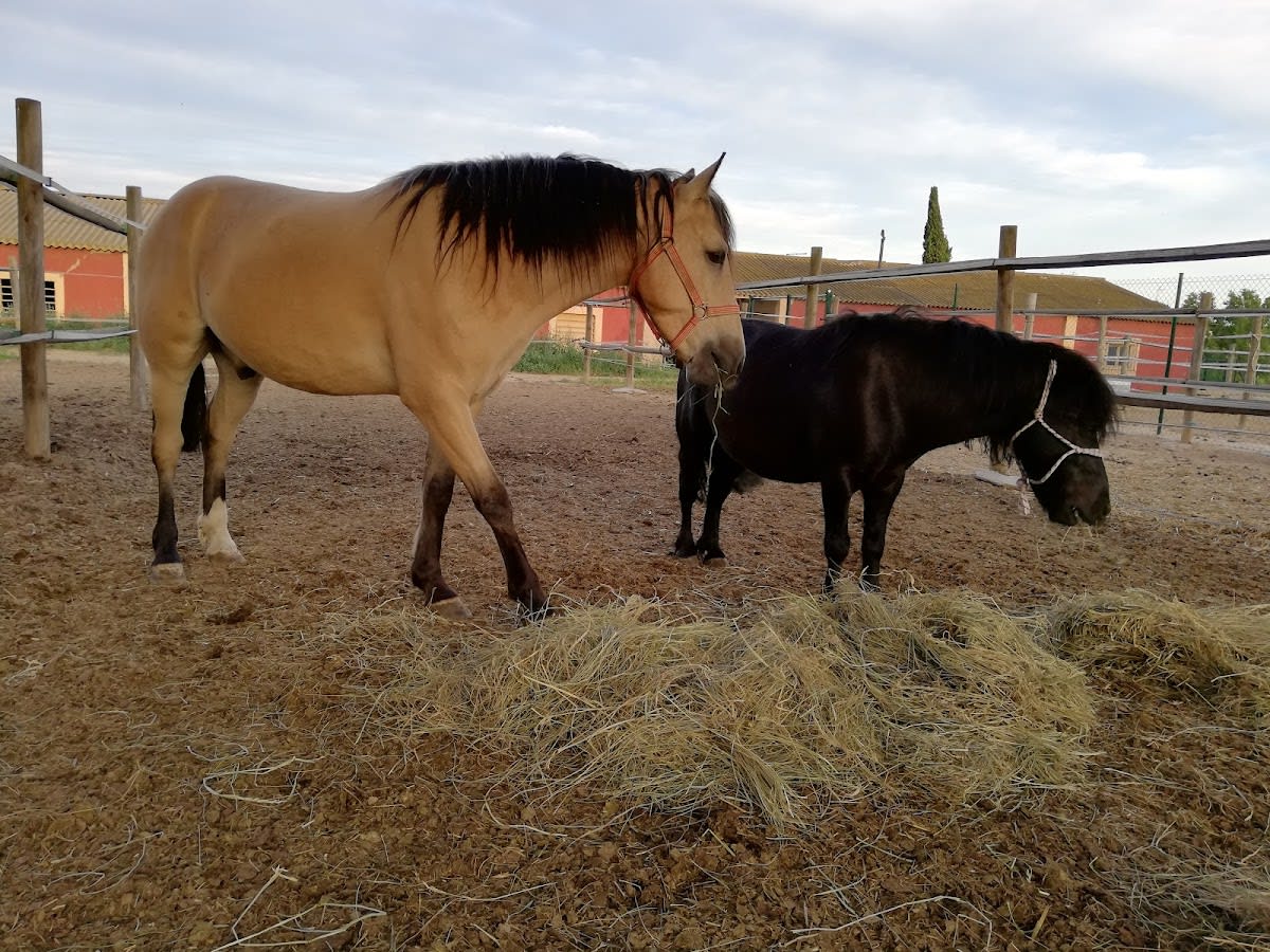 Terranimal - Hípica Alcoletge Lleida - Hipica in Alcoletge