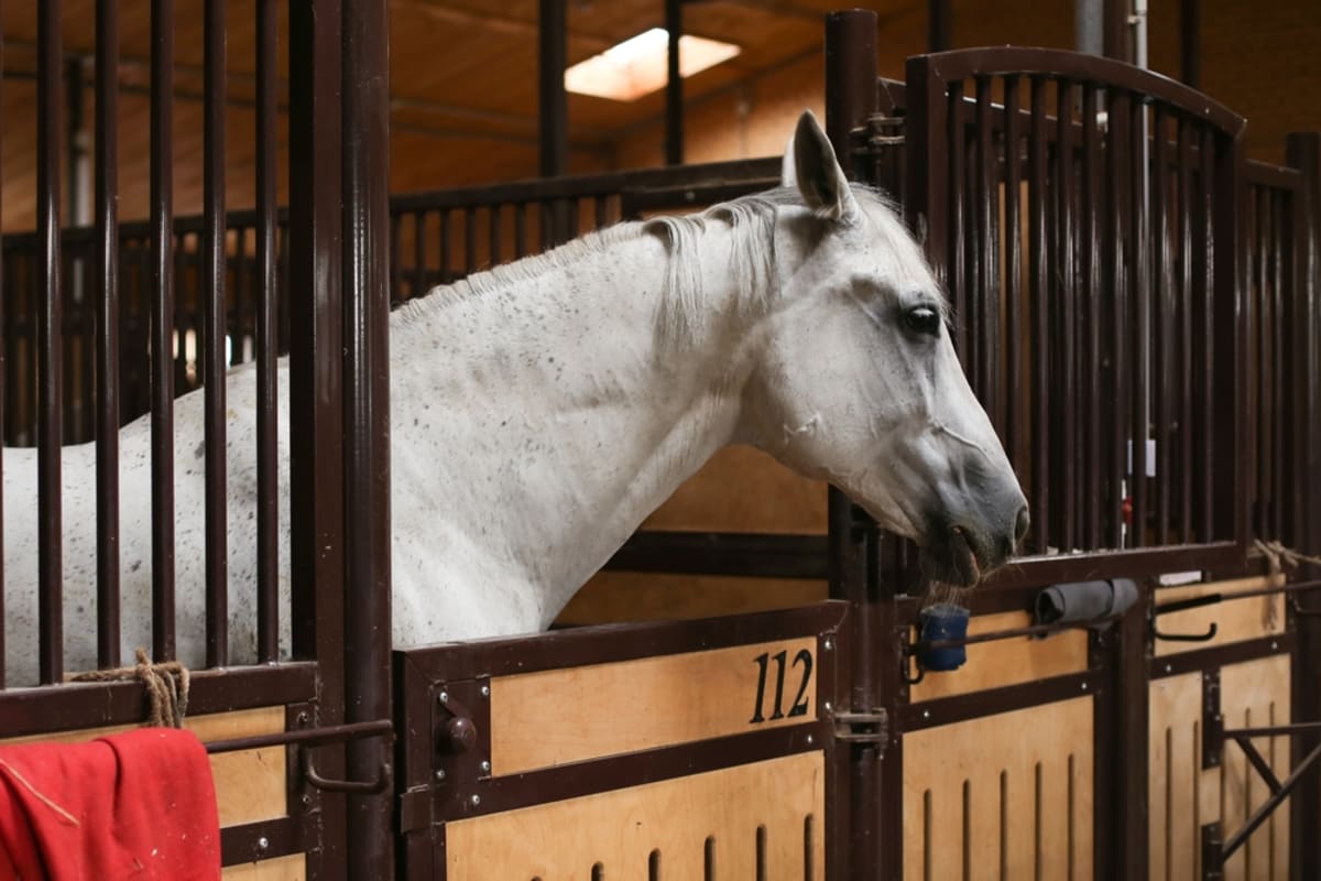 ALBERO CENTRO ECUESTRE - Hipica in La Cañada