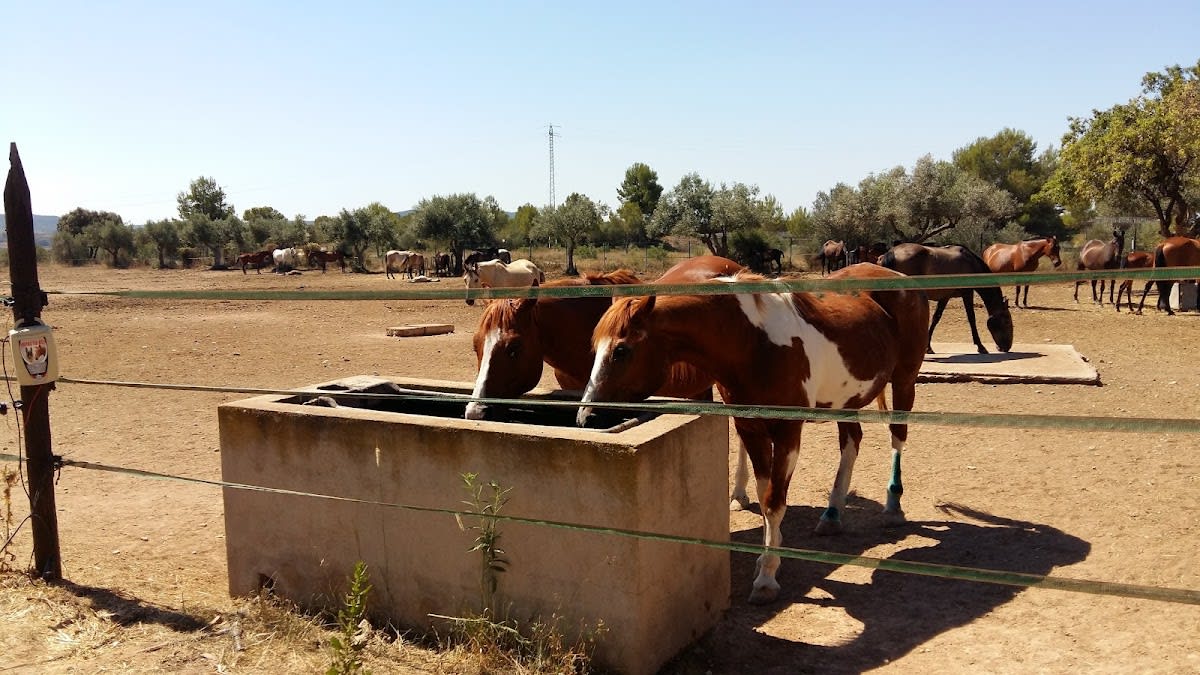 Rocaplana club hipico - Hipica en Tarragona